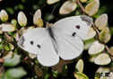 Pieris rapae